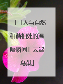 「人与自然和谐相处的温暖瞬间」云端鸟巢