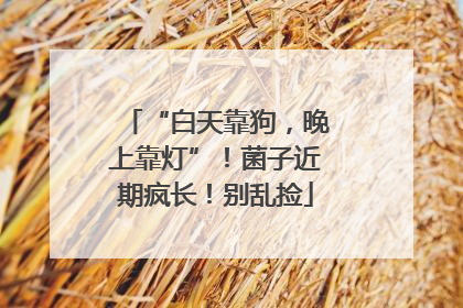 “白天靠狗，晚上靠灯”！菌子近期疯长！别乱捡
