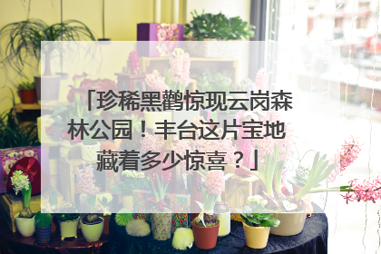 珍稀黑鹳惊现云岗森林公园！丰台这片宝地藏着多少惊喜？
