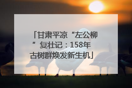 甘肃平凉“左公柳”复壮记：158年古树群焕发新生机