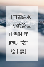 甘肃清水：小麦管理正当时 守护粮“芯”绘丰景