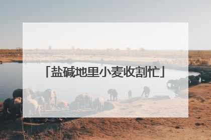 盐碱地里小麦收割忙