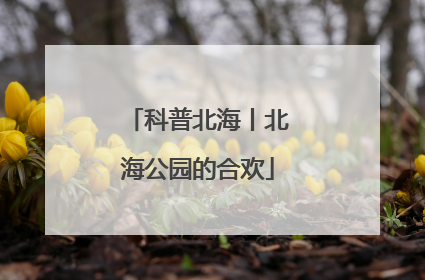 科普北海丨北海公园的合欢