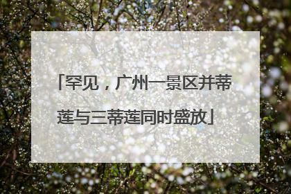 罕见，广州一景区并蒂莲与三蒂莲同时盛放