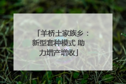 羊桥土家族乡：新型套种模式 助力增产增收
