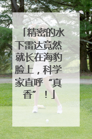 精密的水下雷达竟然就长在海豹脸上，科学家直呼“真香”！