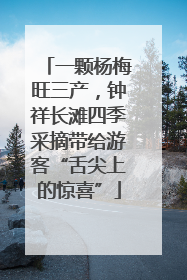 一颗杨梅旺三产，钟祥长滩四季采摘带给游客“舌尖上的惊喜”