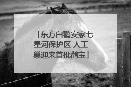 东方白鹳安家七星河保护区 人工巢迎来首批鹳宝