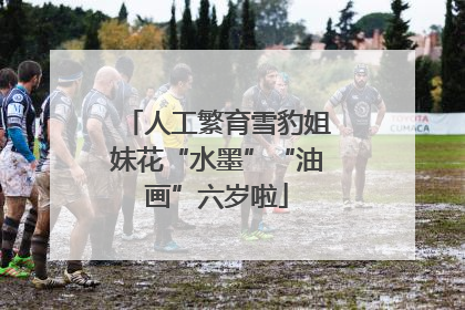 人工繁育雪豹姐妹花“水墨”“油画”六岁啦