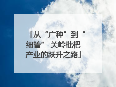 从“广种”到“细管” 关岭枇杷产业的跃升之路