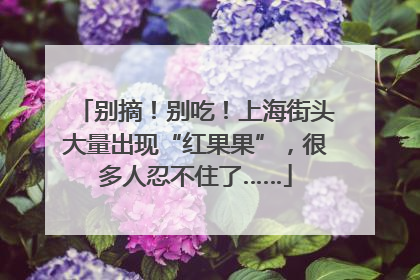别摘！别吃！上海街头大量出现“红果果”，很多人忍不住了……