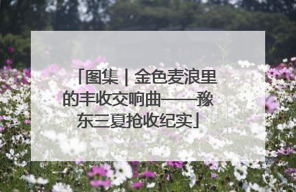 图集|金色麦浪里的丰收交响曲——豫东三夏抢收纪实