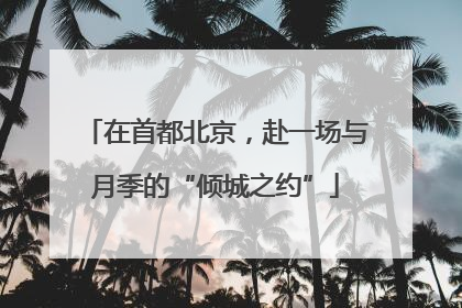 在首都北京，赴一场与月季的“倾城之约”