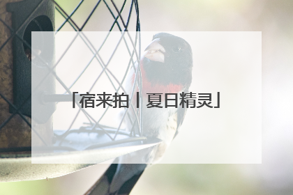 宿来拍丨夏日精灵
