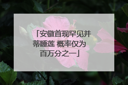 安徽首现罕见并蒂睡莲 概率仅为百万分之一