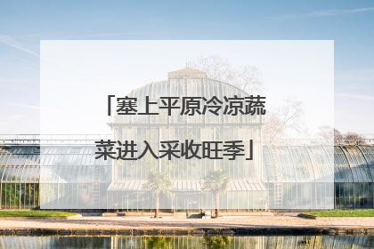 塞上平原冷凉蔬菜进入采收旺季