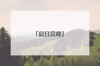 夏日赏荷