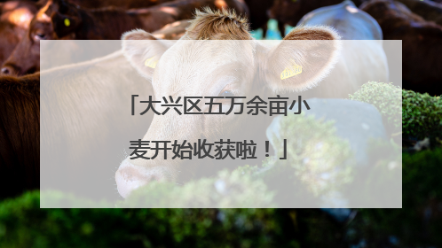 大兴区五万余亩小麦开始收获啦！