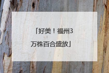 好美！福州3万株百合盛放