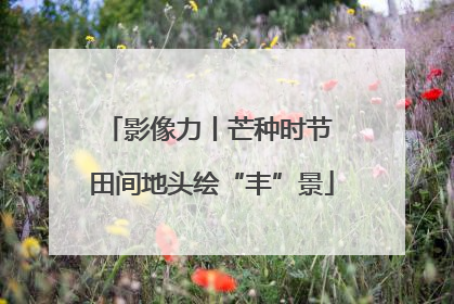 影像力丨芒种时节 田间地头绘“丰”景