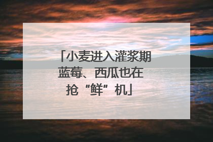 小麦进入灌浆期 蓝莓、西瓜也在抢“鲜”机