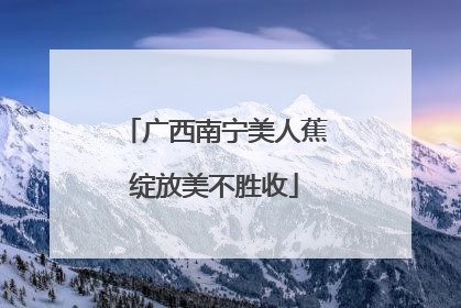广西南宁美人蕉绽放美不胜收