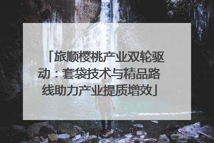 旅顺樱桃产业双轮驱动：套袋技术与精品路线助力产业提质增效