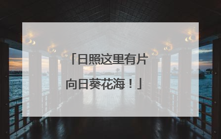 日照这里有片向日葵花海！