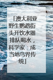 澳大利亚野生鹦鹉街头开饮水器排队喝水，科学家：成当地鸟界传统