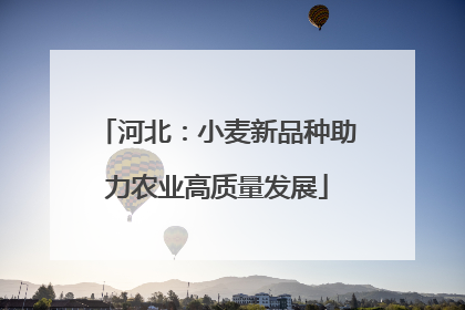 河北：小麦新品种助力农业高质量发展