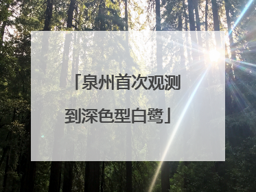 泉州首次观测到深色型白鹭