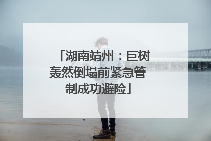 湖南靖州：巨树轰然倒塌前紧急管制成功避险