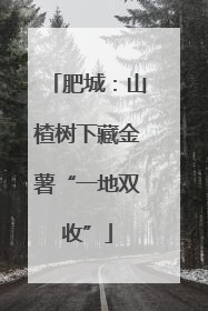 肥城：山楂树下藏金薯“一地双收”
