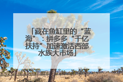 藏在鱼缸里的“蓝海”：拼多多“千亿扶持”加速激活西部水族大市场