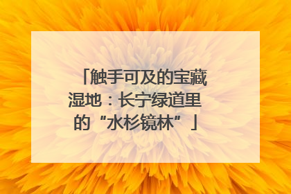 触手可及的宝藏湿地：长宁绿道里的“水杉镜林”