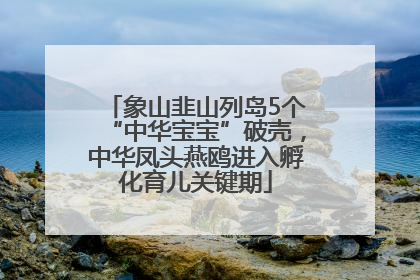 象山韭山列岛5个“中华宝宝”破壳，中华凤头燕鸥进入孵化育儿关键期