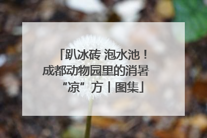趴冰砖 泡水池！成都动物园里的消暑“凉”方丨图集