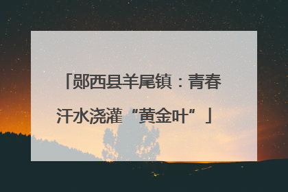 郧西县羊尾镇：青春汗水浇灌“黄金叶”