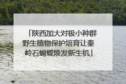 陕西加大对极小种群野生植物保护培育让秦岭石蝴蝶焕发新生机
