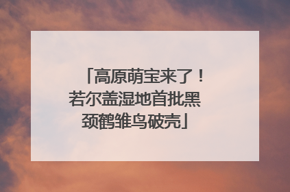 高原萌宝来了！若尔盖湿地首批黑颈鹤雏鸟破壳